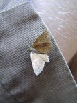 SX14924 Brown butterfly on trousers.jpg